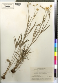 Ranunculus illyricus image