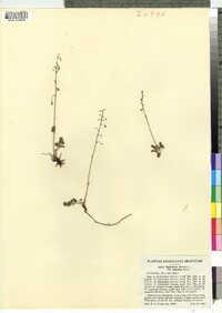 Thalictrum alpinum image