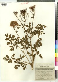 Thalictrum aquilegiifolium image