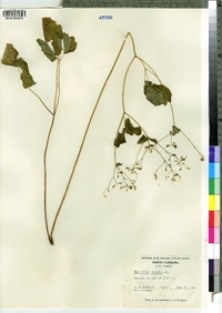 Thalictrum clavatum image