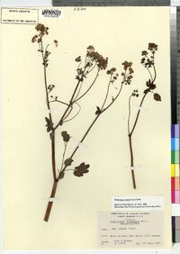 Thalictrum pubescens image