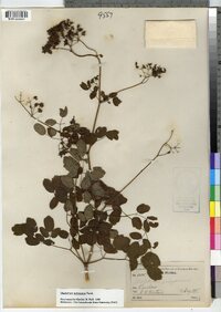 Thalictrum pubescens image