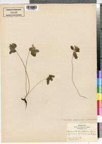 Thalictrum thalictroides image