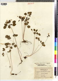 Thalictrum thalictroides image