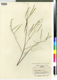 Image of Polanisia tenuifolia