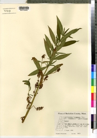 Image of Lysimachia commixta