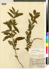 Lysimachia hybrida image