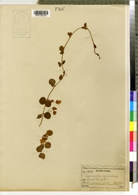 Lysimachia nummularia image