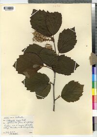 Fothergilla major image