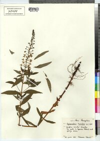 Lysimachia terrestris image