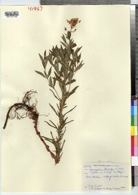 Lysimachia terrestris image