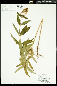 Lysimachia vulgaris image