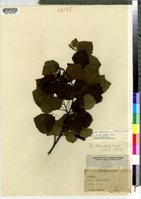 Populus canescens image
