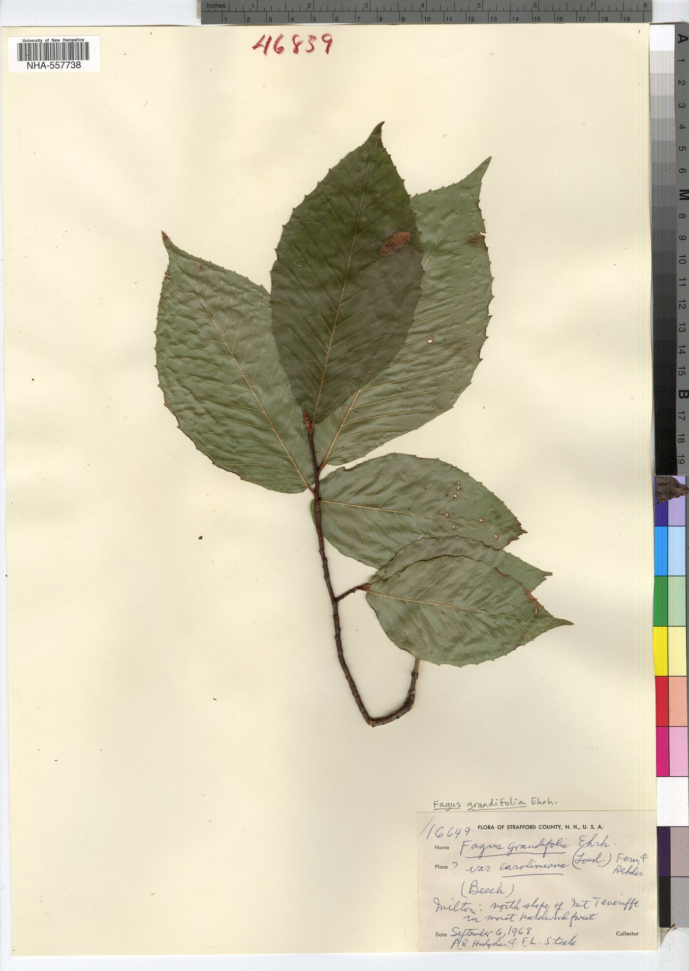 Fagus grandifolia image