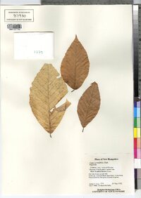 Fagus grandifolia image