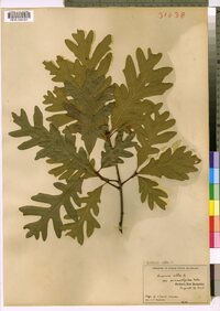 Quercus alba image