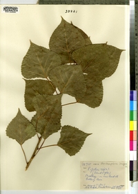 Populus nigra image