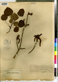 Populus tremuloides image