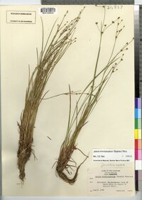 Juncus brevicaudatus image