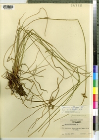 Juncus effusus image