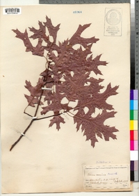 Quercus coccinea image