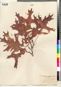 Quercus coccinea image