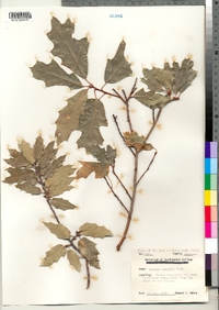 Image of Quercus gravesii