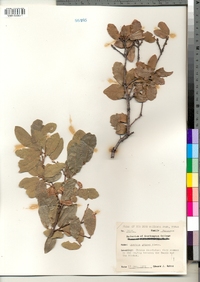 Image of Quercus grisea