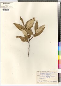 Image of Quercus hypoleucoides