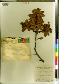 Image of Quercus ilex