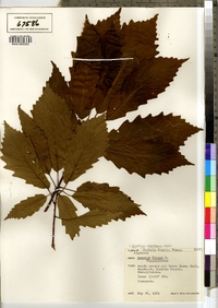 Quercus prinus image