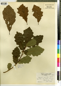 Quercus prinoides image