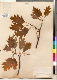 Quercus rubra image