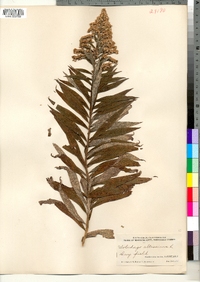 Solidago altissima image