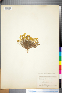 Image of Lasthenia gracilis