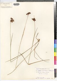 Luzula multiflora image