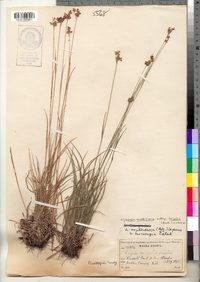 Luzula multiflora ssp. frigida image