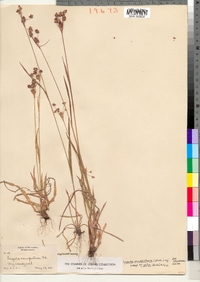 Luzula multiflora ssp. frigida image