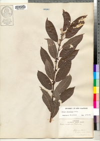 Salix bebbiana image