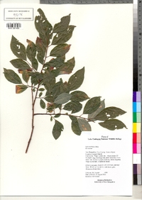 Salix bebbiana image