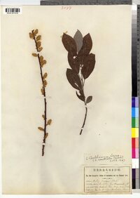 Salix bebbiana image