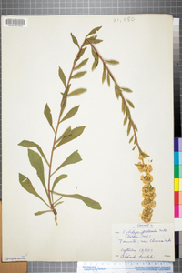 Solidago puberula image