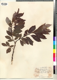 Salix discolor image