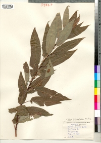 Salix eriocephala image