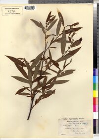 Salix eriocephala image