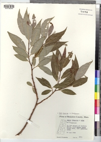 Salix euxina image