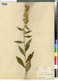 Solidago squarrosa image