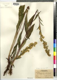 Solidago uliginosa image