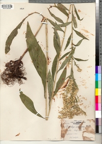 Solidago uliginosa image