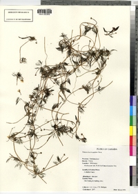 Ranunculus aquatilis var. diffusus image